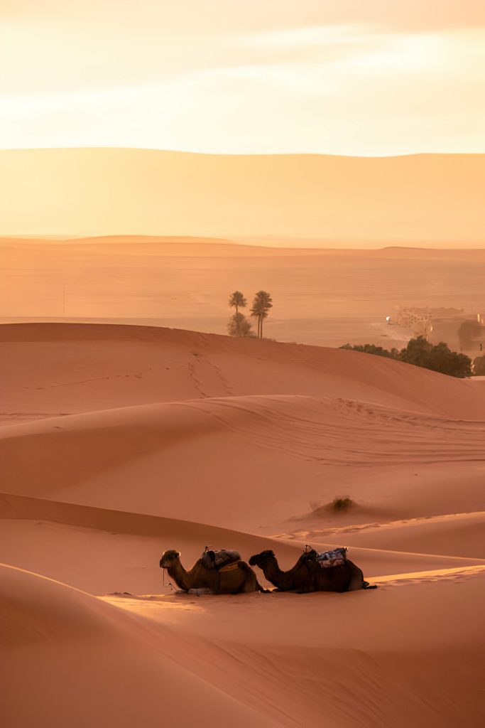 Merzouga Camel ride 