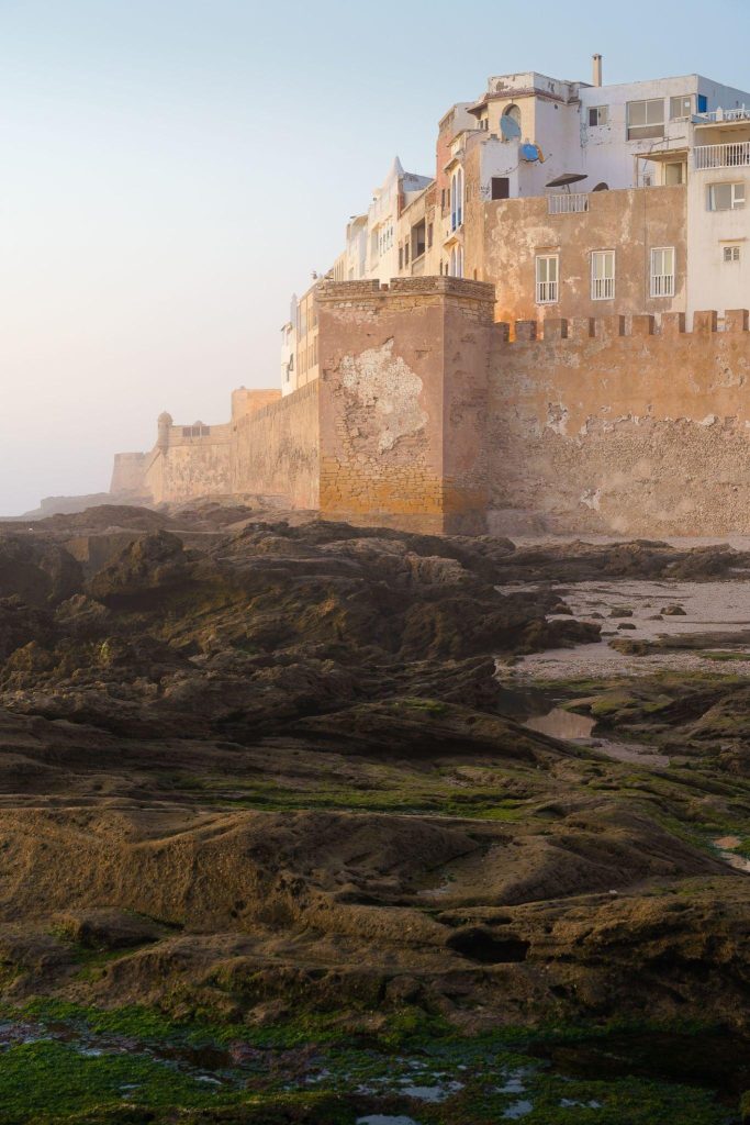 Essouira Sea birds 