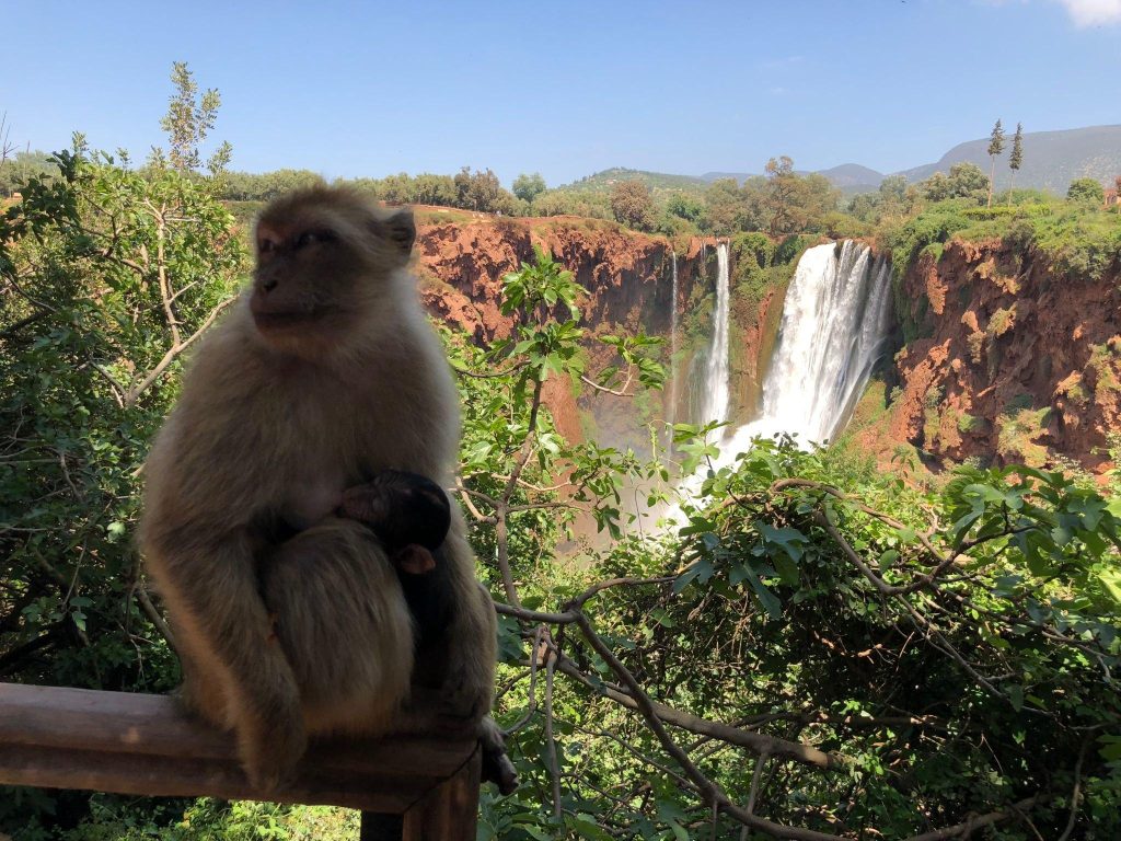 Ouzoud waterfalls Mokney 